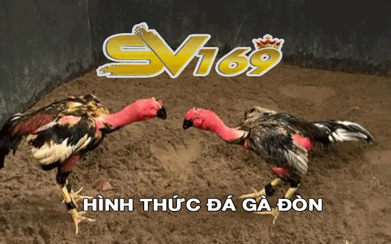 Hình thức đá gà đòn tại sv169